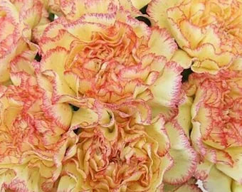 Dark Yellow Carnation Flower Seeds for Planting Shade Tolerant Heirloom & GMO Free Seeds for Home Garden
 
 Sale