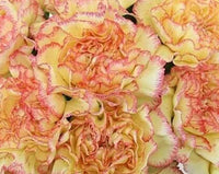 Dark Yellow Carnation Flower Seeds for Planting Shade Tolerant Heirloom & GMO Free Seeds for Home Garden
 
 Sale
