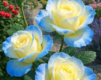 Yellow Sky Blue Rose Flower Seeds for Planting NonGMO Heirloom Garden Seeds for Growing Vibrant Colors 
 
 Sale