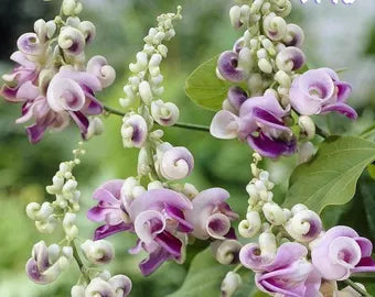 Corkscrew Vine Planting Seeds for Stunning Climbing Blooms