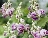 Corkscrew Vine Planting Seeds for Stunning Climbing Blooms