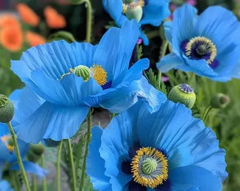 Meconopsis Betonicifolia Flower seeds for Planting Pollinator Friendly Heirloom & GMO Free Seeds for Home Garden