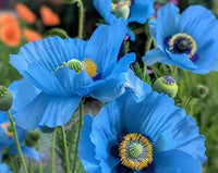 Meconopsis Betonicifolia Flower seeds for Planting Pollinator Friendly Heirloom & GMO Free Seeds for Home Garden