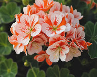 Orange White Geraniums Flower seeds for Planting - Compact Growth, Heirloom & GMO Free Seeds for Home Garden