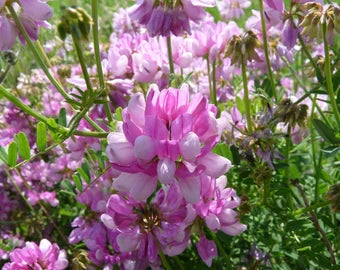 Crown Vetch Pink Flower seeds for Planting - Vibrant Colors, Heirloom & GMO Free Seeds for Home Garden