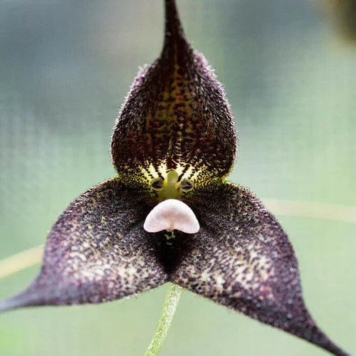 Black Monkey Face Orchid Flower Seeds – Pollinator Friendly, Heirloom & GMO Free Seeds for Home Garden