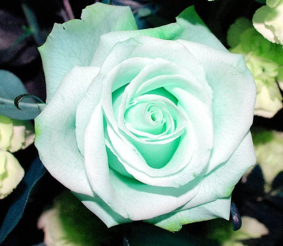 Sea Green Rose Flower Planting - Seeds for Exquisite Blossoms in Your Garden