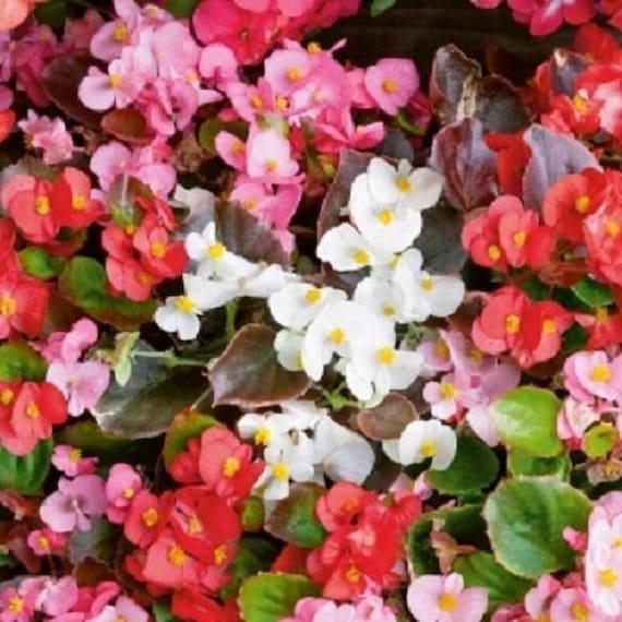 red wax begonias Flower seeds for Planting Pollinator Friendly Heirloom & GMO Free Seeds for Home Garden 
 
 Sale