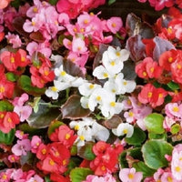 red wax begonias Flower seeds for Planting Pollinator Friendly Heirloom & GMO Free Seeds for Home Garden 
 
 Sale