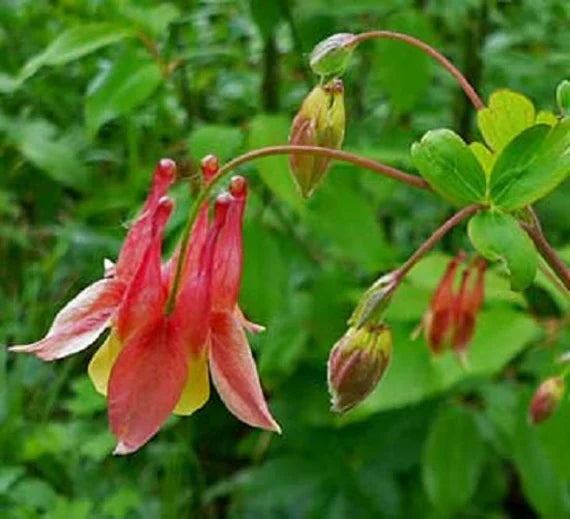 Red Green Aquilegia Flower Seeds for Planting Compact Growth Heirloom & GMO Free Seeds for Home Garden
 
 Sale