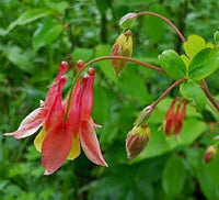 Red Green Aquilegia Flower Seeds for Planting Compact Growth Heirloom & GMO Free Seeds for Home Garden
 
 Sale