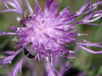 Violet Queen Cleome Seeds for Planting flower bed