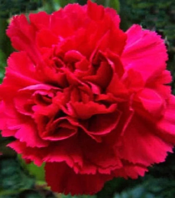 Red Carnations Flower Seeds for Planting Hardy Variety Heirloom & GMO Free Seeds for Home Garden
 
 Sale