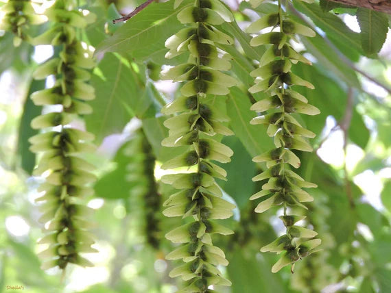 Pterocarya Stenoptera Flower seeds for Planting - Bright Blooms, Heirloom & GMO Free Seeds for Home Garden
Sale seeds for planting in home garden