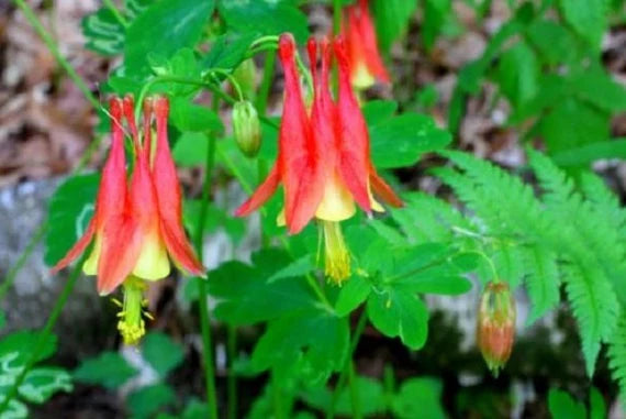Red Green Aquilegia Flower Seeds for Planting Compact Growth Heirloom & GMO Free Seeds for Home Garden
 
 Sale
