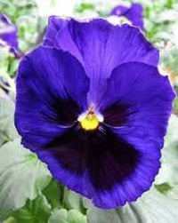 Deepblue Pansy Flower seeds for Planting - Fragrant Blossoms, Heirloom & GMO Free Seeds for Home Garden