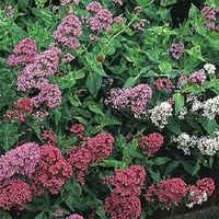 Mixed Jupiter's Beard Flower seeds for Planting - Drought Tolerant, Heirloom & GMO Free Seeds for Home Garden