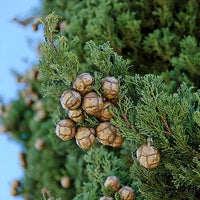 Italian Cypress Tree Seeds (Cupressus sempervirens) Flower seeds for Planting Seasonal Bloomer Heirloom & GMO Free Seeds for Home Garden 
 
 Sale