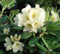 Yellow Rhododendron Campylocarpum Flower Seeds for Planting - Enhance Your Garden with Stunning Blooms