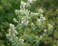Catnip Nepeta Flower seeds for Planting Hardy Variety Heirloom & GMO Free Seeds for Home Garden 
 
 Sale