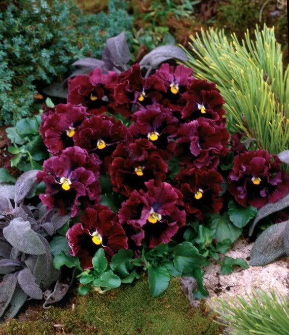 Burgundy Pansy Flower seeds for Planting - Perfect for Borders, Heirloom & GMO Free Seeds for Home Garden