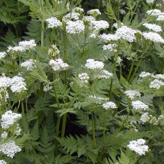 Cicely Myrrhis Odorata Flower seeds for Planting - Low Maintenance, Heirloom & GMO Free Seeds for Home Garden