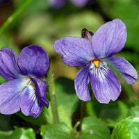 Viola Odorata Flower seeds for Planting - Vibrant Colors, Heirloom & GMO Free Seeds for Home Garden