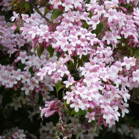 Pink Linnaea Amabilis Flower seeds for Planting - Compact Growth, Heirloom & GMO Free Seeds for Home Garden