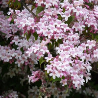Pink Linnaea Amabilis Flower seeds for Planting - Compact Growth, Heirloom & GMO Free Seeds for Home Garden