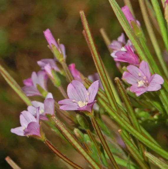 Willowherb Flower seeds for Planting - Fragrant Blossoms, Heirloom & GMO Free Seeds for Home Garden