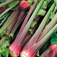 Organic Redventure Celery (Apium graveolens) Herb & Vegetable Seeds – Red-Golden Pink Stalks with Green Leaves