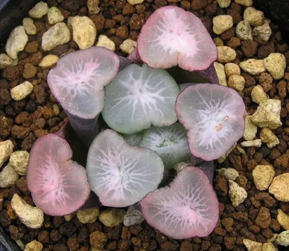 Purple Haworthia Maughanii Flower seeds for Planting - Perfect for Borders, Heirloom & GMO Free Seeds for Home Garden
