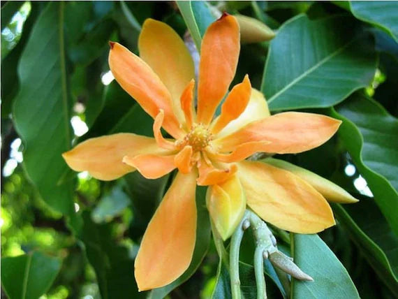 Michelia Flower seeds for Planting - Garden Favorite, Heirloom & GMO Free Seeds for Home Garden