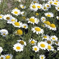 Anacyclus Pyrethrum Flower seeds for Planting - Garden Favorite, Heirloom & GMO Free Seeds for Home Garden