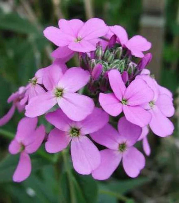 Violet Linifolium Flower seeds for Planting Shade Tolerant Heirloom & GMO Free Seeds for Home Garden 
 
 Sale