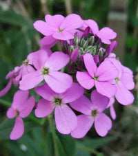 Violet Linifolium Flower seeds for Planting Shade Tolerant Heirloom & GMO Free Seeds for Home Garden 
 
 Sale