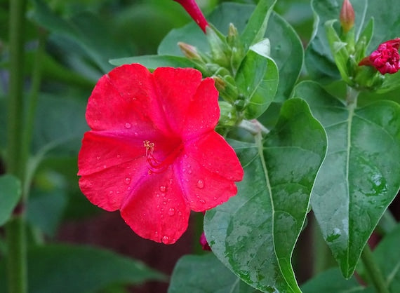 Red Mirabilis Scarlet Flower seeds for Planting Colorful Display Heirloom & GMO Free Seeds for Home Garden 
 
 Sale
