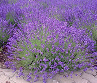 Lavender Avonview Flower seeds for Planting - Bright Blooms, Heirloom & GMO Free Seeds for Home Garden
 
 Sale for planting in home garden.