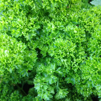 Parsley Flower Seeds – Heirloom Non-GMO for Cottage Garden Planting
 
 Sale seeds for home garden