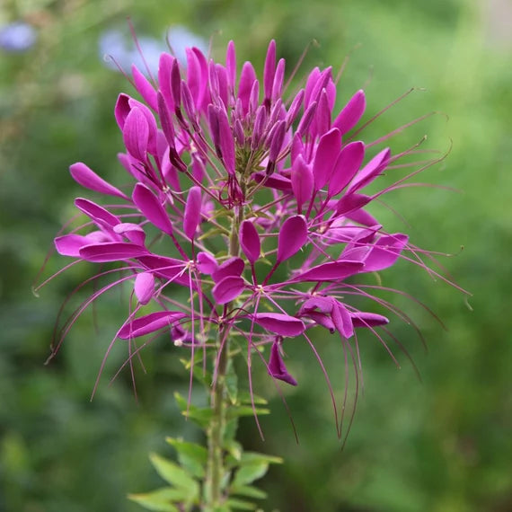 Pink Cleome Flower seeds for Planting Low Maintenance Heirloom & GMO Free Seeds for Home Garden 
 
 Sale