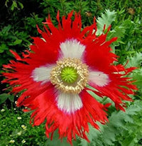 Danish Flower seeds for Planting Garden Favorite Heirloom & GMO Free Seeds for Home Garden