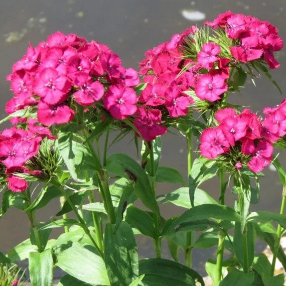 Pink Dianthus Flower seeds for Planting Compact Growth Heirloom & GMO Free Seeds for Home Garden
 
 Sale seeds for home garden planting