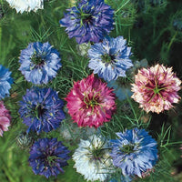 Damascena Flower seeds for Planting - Hardy Variety, Heirloom & GMO Free Seeds for Home Garden