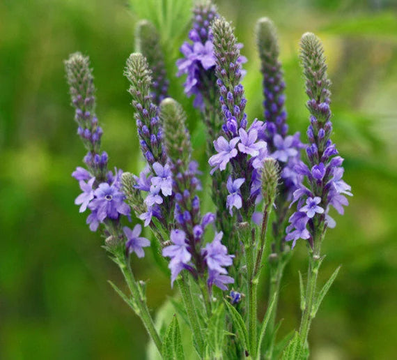 Vervain Hastata Flower seeds for Planting Seasonal Bloomer Heirloom & GMO Free Seeds for Home Garden 
 
 Sale