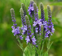 Vervain Hastata Flower seeds for Planting Seasonal Bloomer Heirloom & GMO Free Seeds for Home Garden 
 
 Sale