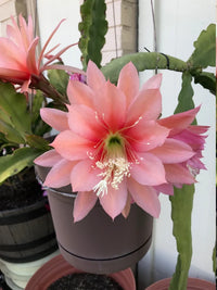 Yellow Epiphyllum Flower Planting Seeds