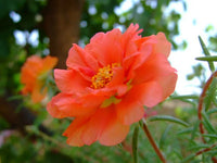 Orange Portulaca Flower seeds for Planting - Bright Blooms, Heirloom & GMO Free Seeds for Home Garden