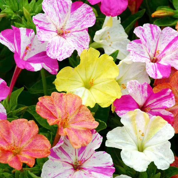 Mixed Jalapa Flower seeds for Planting Drought Tolerant Heirloom & GMO Free Seeds for Home Garden