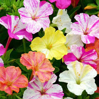 Mixed Jalapa Flower seeds for Planting Drought Tolerant Heirloom & GMO Free Seeds for Home Garden