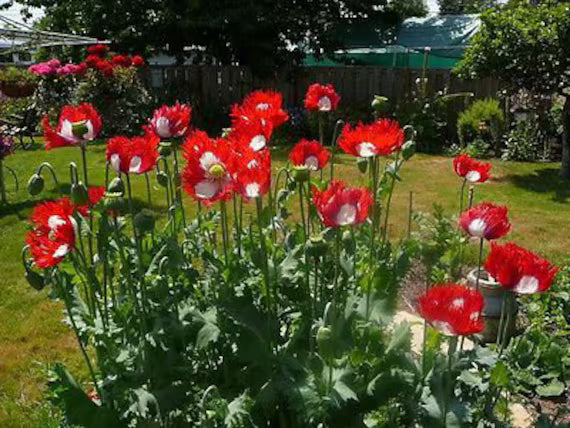 Danish Flower seeds for Planting Garden Favorite Heirloom & GMO Free Seeds for Home Garden